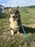 Bentley, a male Pembroke Welsh Corgi for sale in Morehead, KY – Photo 5 of 6