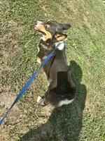 Bentley, a male Pembroke Welsh Corgi for sale in Morehead, KY – Photo 3 of 6