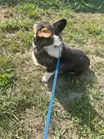 Bentley, a male Pembroke Welsh Corgi for sale in Morehead, KY – Photo 2 of 6