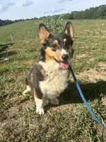 Bentley, a male Pembroke Welsh Corgi for sale in Morehead, KY – Photo 1 of 6