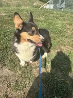 Bentley, a male Pembroke Welsh Corgi for sale in Morehead, KY – Photo 4 of 6