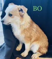 BO, a male Pembroke Welsh Corgi and Miniature Australian Shepherd for sale in Morehead, KY – Photo 4 of 10