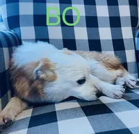 BO, a male Pembroke Welsh Corgi and Miniature Australian Shepherd for sale in Morehead, KY – Photo 3 of 10