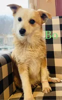 BO, a male Pembroke Welsh Corgi and Miniature Australian Shepherd for sale in Morehead, KY – Photo 7 of 10