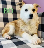 BO, a male Pembroke Welsh Corgi and Miniature Australian Shepherd for sale in Morehead, KY – Photo 1 of 10