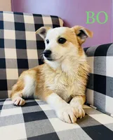 BO, a male Pembroke Welsh Corgi and Miniature Australian Shepherd for sale in Morehead, KY – Photo 9 of 10