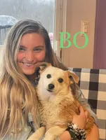 BO, a male Pembroke Welsh Corgi and Miniature Australian Shepherd for sale in Morehead, KY – Photo 10 of 10