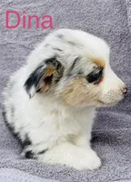 Dina, a female Miniature Australian Shepherd for sale in Morehead, KY – Photo 2 of 7