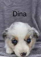 Dina, a female Miniature Australian Shepherd for sale in Morehead, KY – Photo 3 of 7