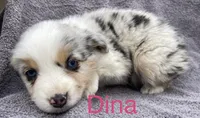 Dina, a female Miniature Australian Shepherd for sale in Morehead, KY – Photo 6 of 7