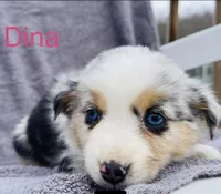 Dina, a female Miniature Australian Shepherd for sale in Morehead, KY – Photo 4 of 7