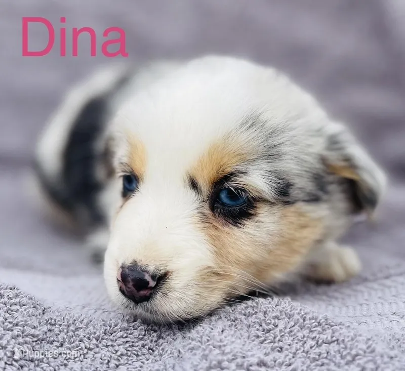 Dina, a female Miniature Australian Shepherd for sale in Morehead, KY – Photo 1 of 7