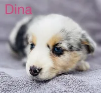 Dina, a female Miniature Australian Shepherd for sale in Morehead, KY – Photo 1 of 7