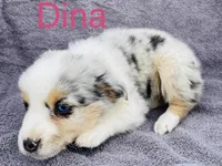 Dina, a female Miniature Australian Shepherd for sale in Morehead, KY – Photo 5 of 7