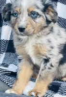 CODY, a male Miniature Australian Shepherd for sale in Morehead, KY – Photo 7 of 10