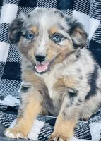 CODY, a male Miniature Australian Shepherd for sale in Morehead, KY – Photo 5 of 10