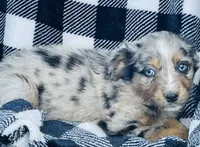 CODY, a male Miniature Australian Shepherd for sale in Morehead, KY – Photo 2 of 10