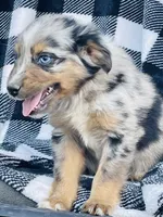 CODY, a male Miniature Australian Shepherd for sale in Morehead, KY – Photo 10 of 10