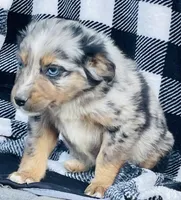CODY, a male Miniature Australian Shepherd for sale in Morehead, KY – Photo 8 of 10