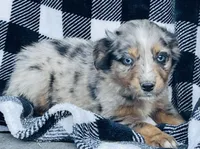 CODY, a male Miniature Australian Shepherd for sale in Morehead, KY – Photo 1 of 10