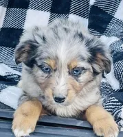 CODY, a male Miniature Australian Shepherd for sale in Morehead, KY – Photo 9 of 10