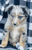 CODY, a male Miniature Australian Shepherd for sale in Morehead, KY – Photo 6 of 10