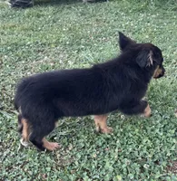 Charlie, a male Pembroke Welsh Corgi and Miniature Australian Shepherd for sale in Morehead, KY – Photo 7 of 10
