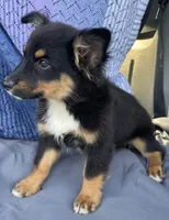 Charlie, a male Pembroke Welsh Corgi and Miniature Australian Shepherd for sale in Morehead, KY – Photo 9 of 10