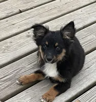 Charlie, a male Pembroke Welsh Corgi and Miniature Australian Shepherd for sale in Morehead, KY – Photo 2 of 10