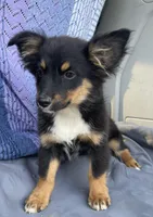 Charlie, a male Pembroke Welsh Corgi and Miniature Australian Shepherd for sale in Morehead, KY – Photo 4 of 10