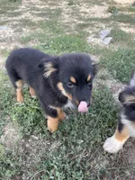 Charlie, a male Pembroke Welsh Corgi and Miniature Australian Shepherd for sale in Morehead, KY – Photo 10 of 10