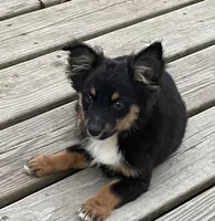 Charlie, a male Pembroke Welsh Corgi and Miniature Australian Shepherd for sale in Morehead, KY – Photo 5 of 10