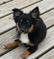 Charlie, a male Pembroke Welsh Corgi and Miniature Australian Shepherd for sale in Morehead, KY – Photo 1 of 10