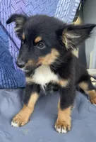 Charlie, a male Pembroke Welsh Corgi and Miniature Australian Shepherd for sale in Morehead, KY – Photo 8 of 10