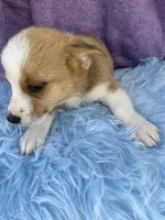 BO, a male Pembroke Welsh Corgi and Miniature Australian Shepherd for sale in Morehead, KY – Photo 7 of 7