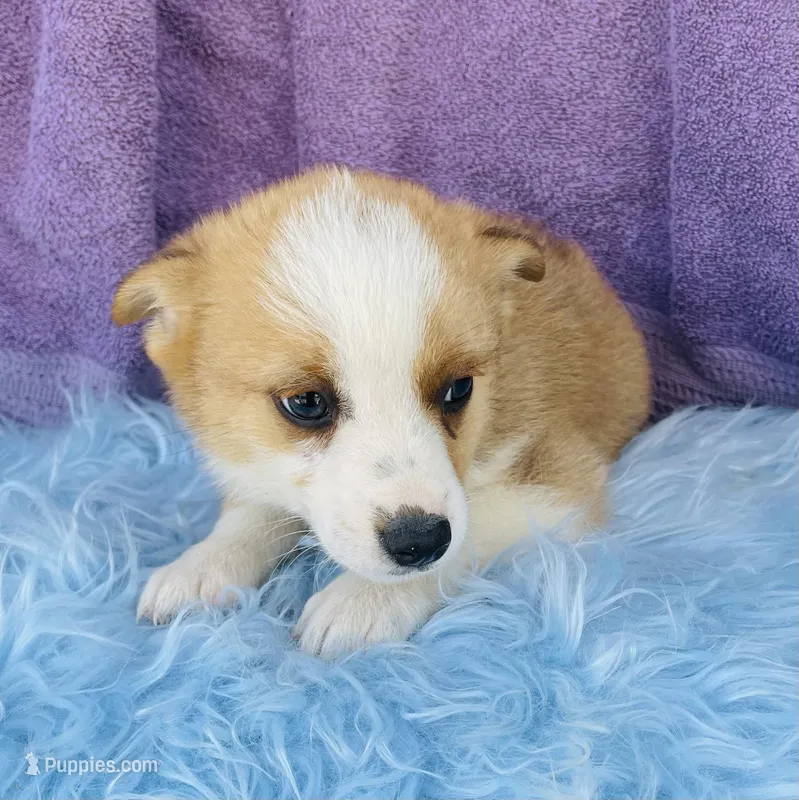 BO, a male Pembroke Welsh Corgi and Miniature Australian Shepherd for sale in Morehead, KY – Photo 1 of 7