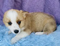 BO, a male Pembroke Welsh Corgi and Miniature Australian Shepherd for sale in Morehead, KY – Photo 2 of 7