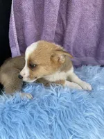 BO, a male Pembroke Welsh Corgi and Miniature Australian Shepherd for sale in Morehead, KY – Photo 6 of 7