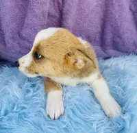 BO, a male Pembroke Welsh Corgi and Miniature Australian Shepherd for sale in Morehead, KY – Photo 4 of 7
