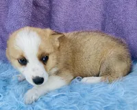 BO, a male Pembroke Welsh Corgi and Miniature Australian Shepherd for sale in Morehead, KY – Photo 5 of 7