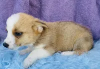 BO, a male Pembroke Welsh Corgi and Miniature Australian Shepherd for sale in Morehead, KY – Photo 3 of 7