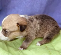 Teddy, a male Pembroke Welsh Corgi for sale in Morehead, KY – Photo 3 of 9