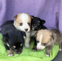 Teddy, a male Pembroke Welsh Corgi for sale in Morehead, KY – Photo 7 of 9