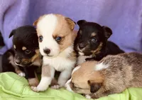 Teddy, a male Pembroke Welsh Corgi for sale in Morehead, KY – Photo 9 of 9