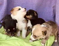 Teddy, a male Pembroke Welsh Corgi for sale in Morehead, KY – Photo 8 of 9