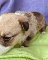 Teddy, a male Pembroke Welsh Corgi for sale in Morehead, KY – Photo 5 of 9