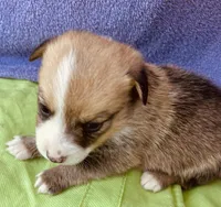 Teddy, a male Pembroke Welsh Corgi for sale in Morehead, KY – Photo 1 of 9