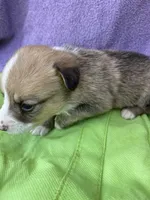 Teddy, a male Pembroke Welsh Corgi for sale in Morehead, KY – Photo 6 of 9