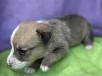 Teddy, a male Pembroke Welsh Corgi for sale in Morehead, KY – Photo 4 of 9