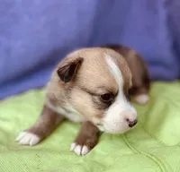 Teddy, a male Pembroke Welsh Corgi for sale in Morehead, KY – Photo 2 of 9